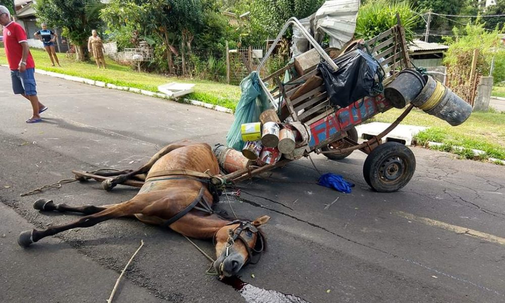 Carroceiro chuta cabeça de cavalo após animal cair exausto em MT