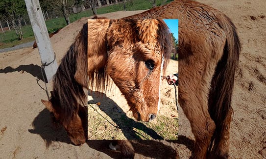 Cavalo com patas quebradas e marcas de maus-tratos é resgatado no norte da  Bahia: 'Sede de viver gigante', diz veterinária, Bahia