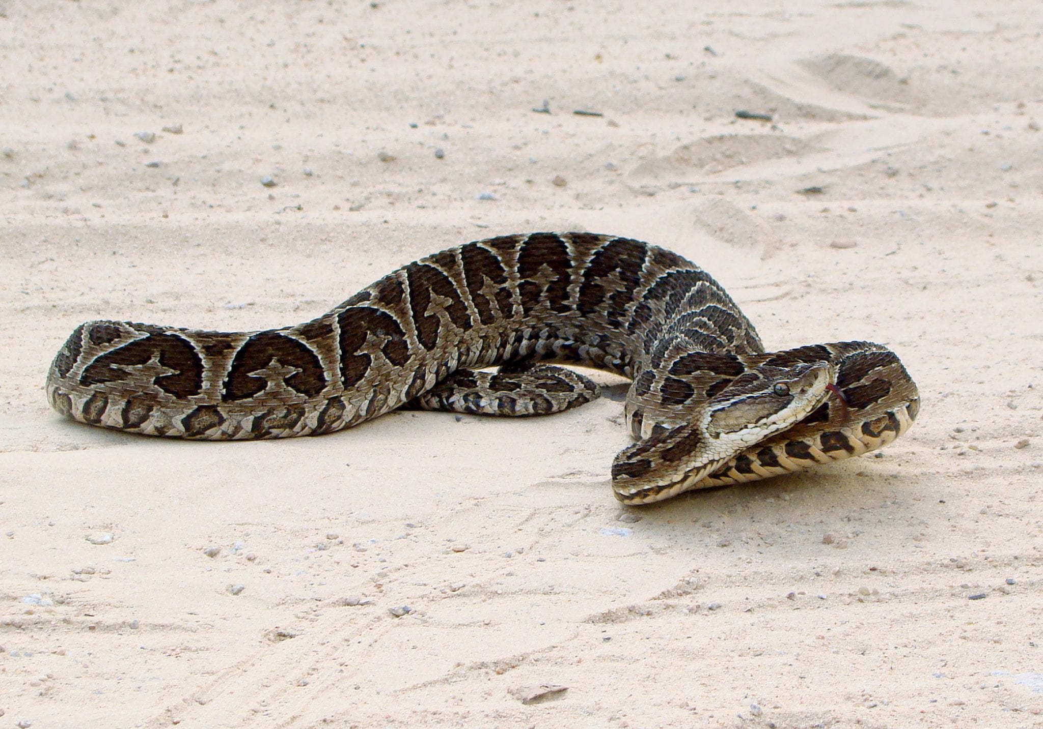 Com aparições frequentes, época é de atenção redobrada com cobras peçonhentas em Gravataí