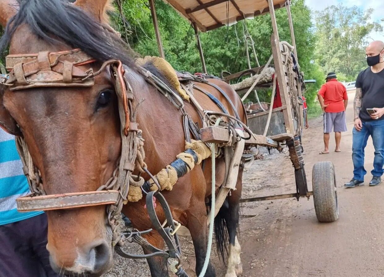 Carroças terão restrição de horários para circular em Gravataí neste verão