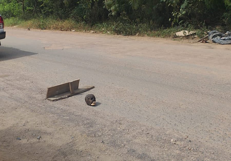 Cachorro encontra crânio humano em Cachoeirinha