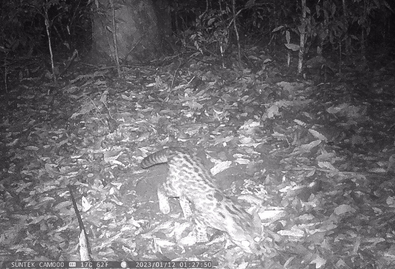 Felino em risco de extinção é visto no Mato do Júlio, em Cachoeirinha