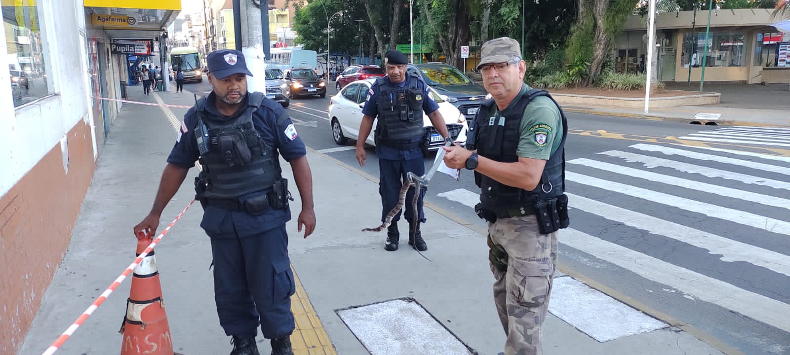Serpente é capturada em calçada do Centro de Gravataí