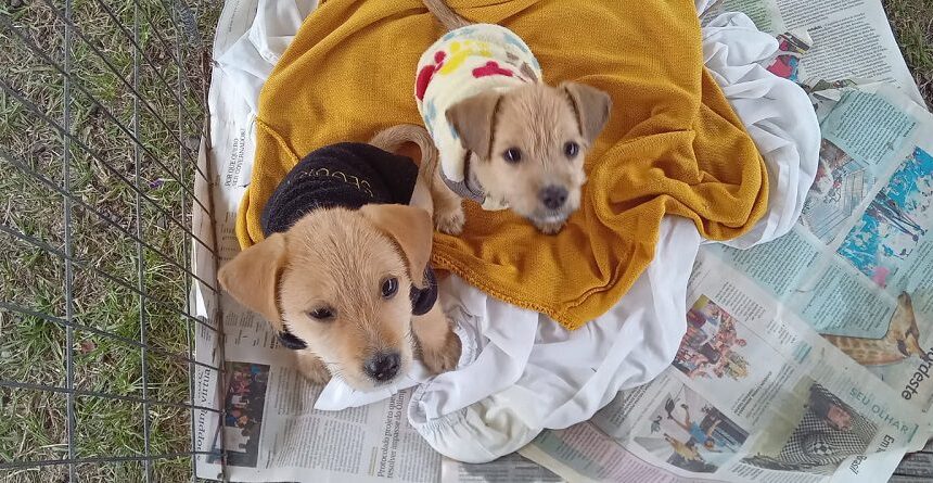 Feira de adoção de cães e gatos ocorre neste domingo em Cachoeirinha