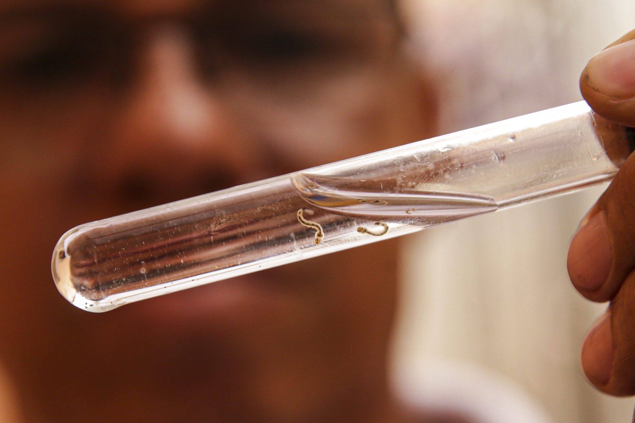 RS chega a 34 mortes por dengue; Gravataí registra primeiro óbito