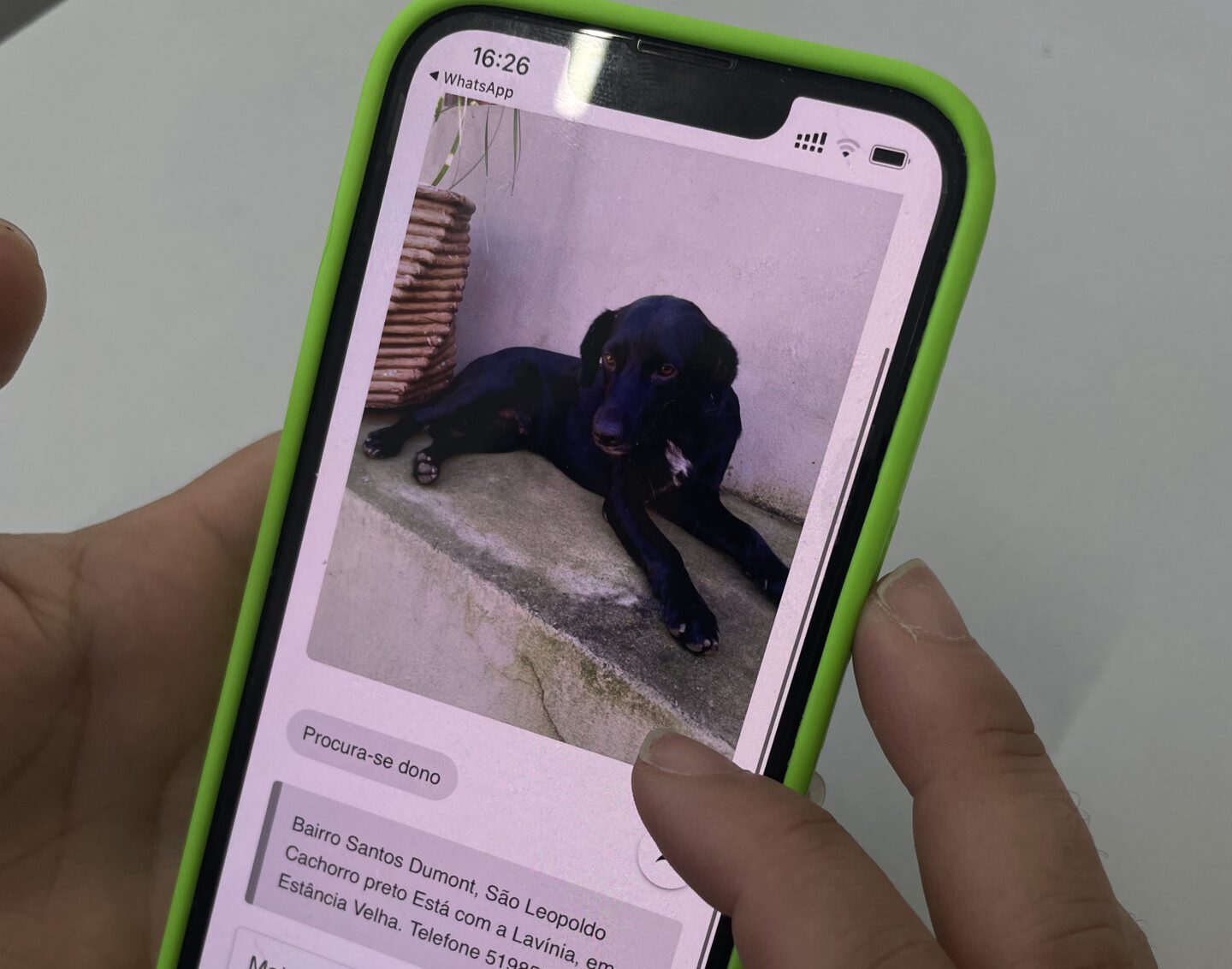 Site Pets RS ajuda tutores a encontrarem animais perdidos por conta das chuvas