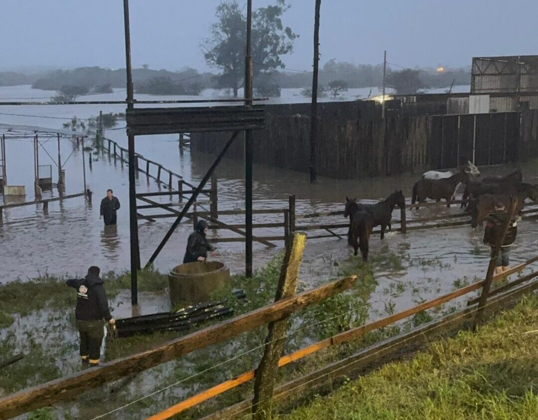Quinze cavalos, duas vacas e um porco são resgatados em Gravataí após ficarem ilhados