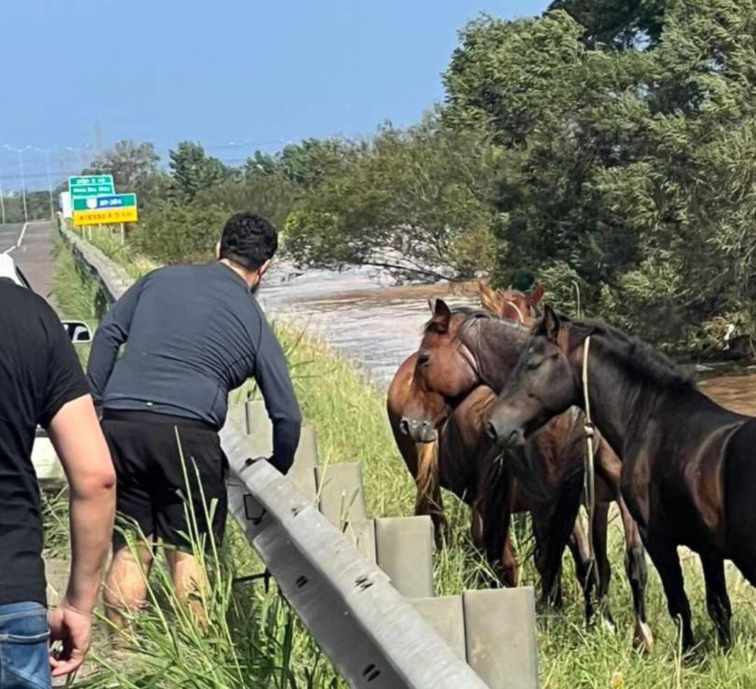 Gravataienses ajudam a resgatar cavalos em Esteio e acolhem os animais em sítio na ERS-020