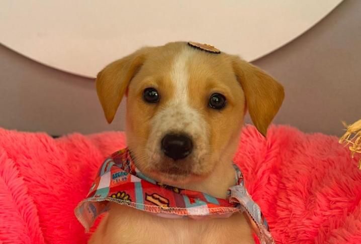 Sábado em Gravataí é dia de arraial com feira de adoção de animais resgatados nas enchentes