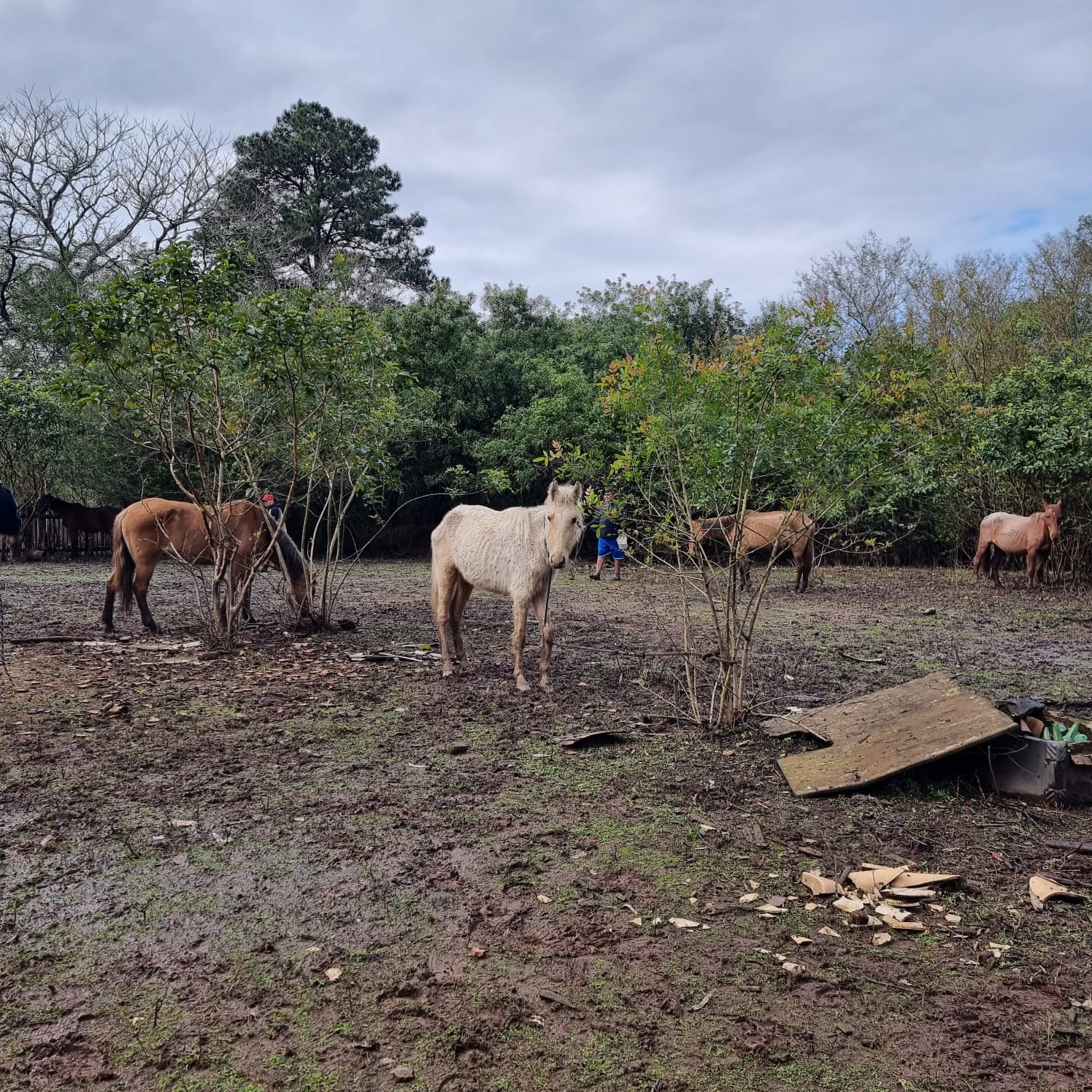 Dez equinos são resgatados em Gravataí vivendo em área de mata, desnutridos e sem água