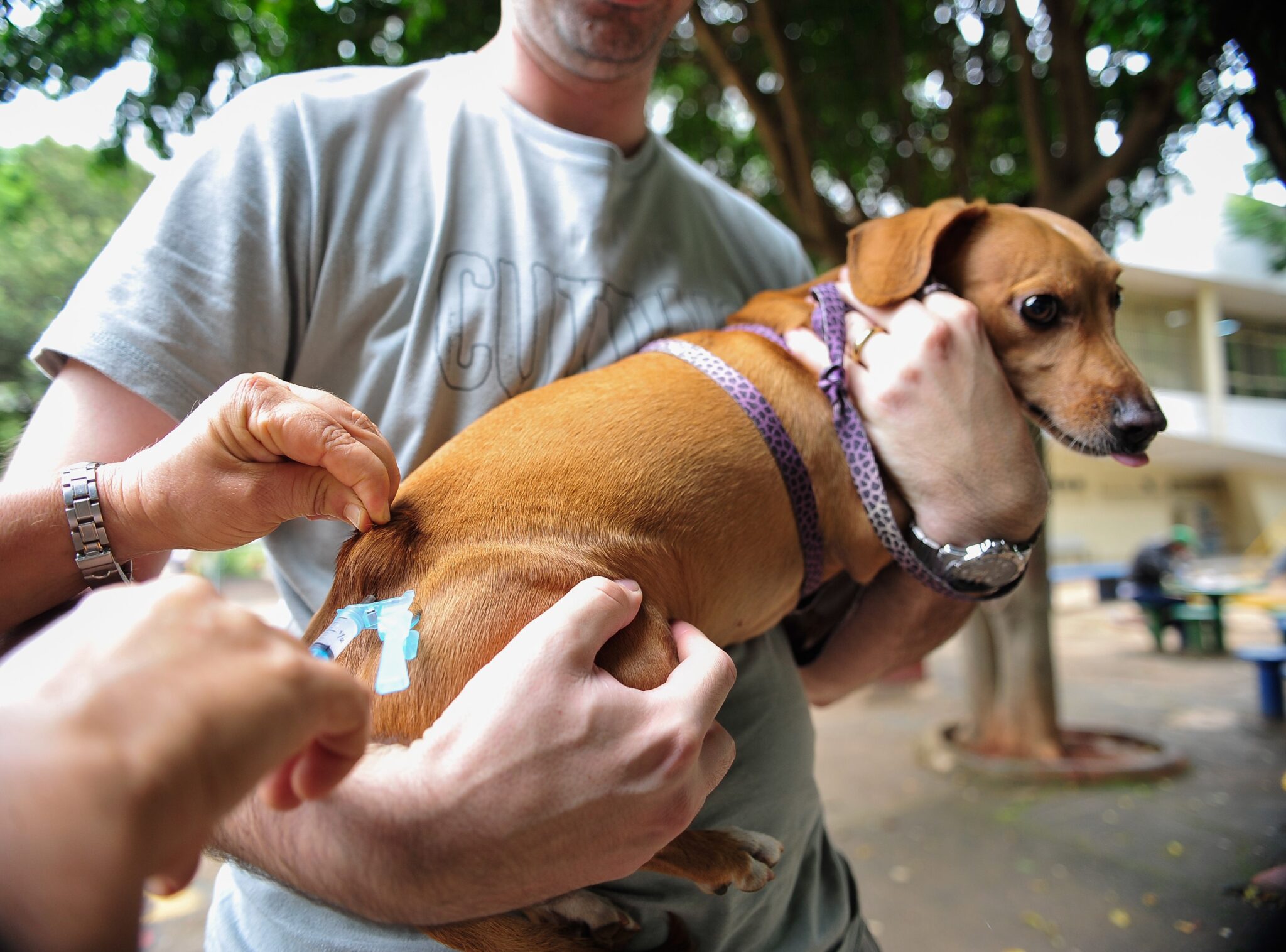 Castra Móvel de Cachoeirinha aplicará vacina contra a raiva em cães e gatos neste sábado