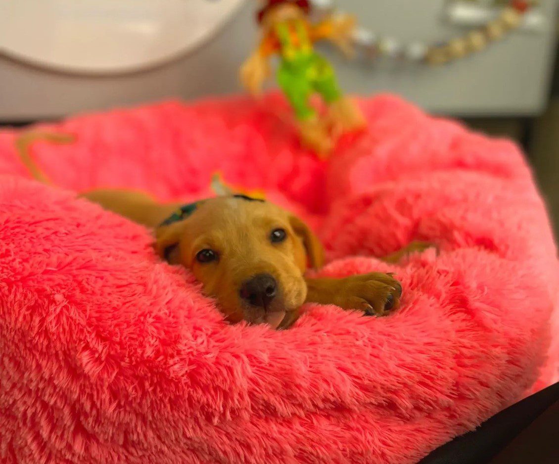 Atacadão da Ração promove feiras de adoção de cães e gatos em Gravataí e Cachoeirinha