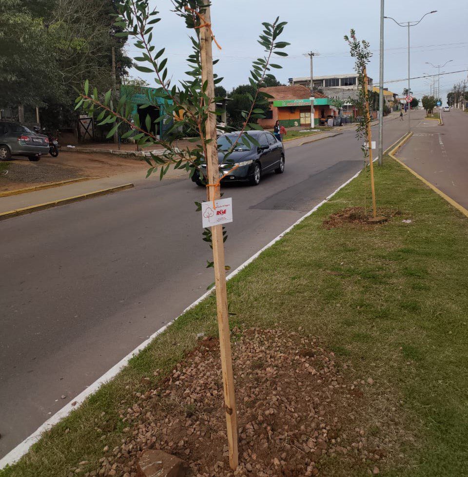 Por meio de projeto, RGE vai plantar 450 árvores em Gravataí até o fim do mês