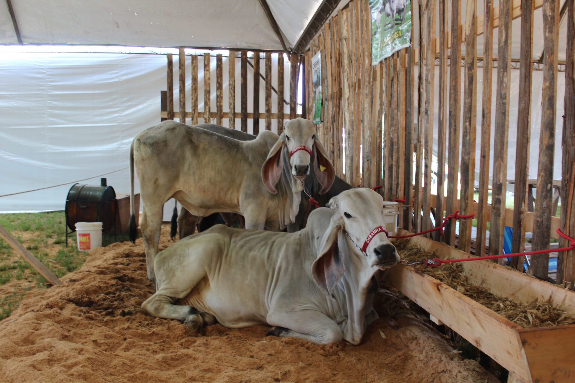 Veja algumas atividades que têm encantado o público infantojuvenil na Fearg, em Gravataí