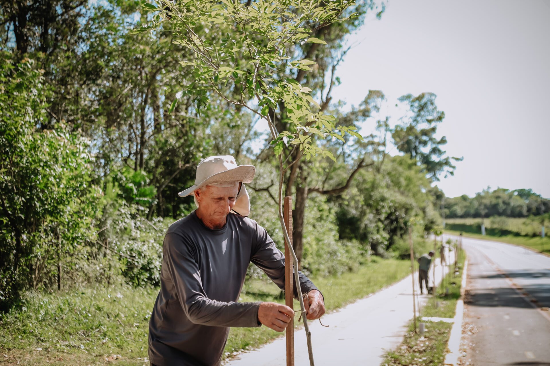 Após furtos e danos, mudas de árvores são replantadas em Gravataí
