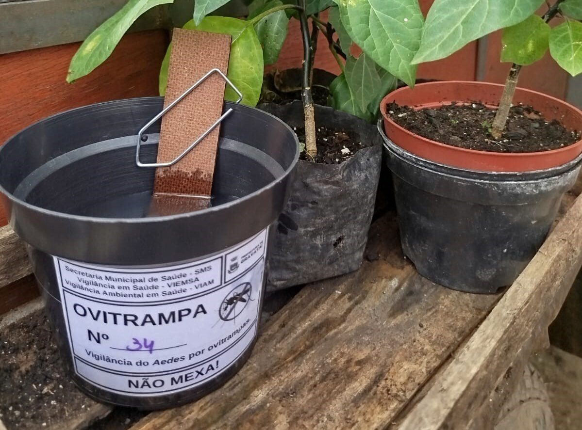 Prefeitura inicia instalação de armadilhas para controle do mosquito da Dengue em Gravataí