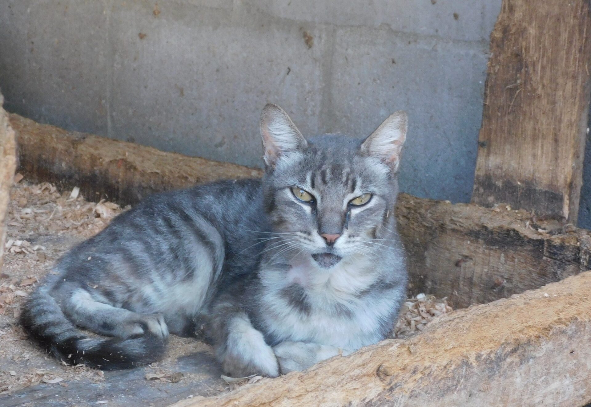 Unidade de Saúde Animal de Gravataí orienta sobre prevenção e tratamento da esporotricose