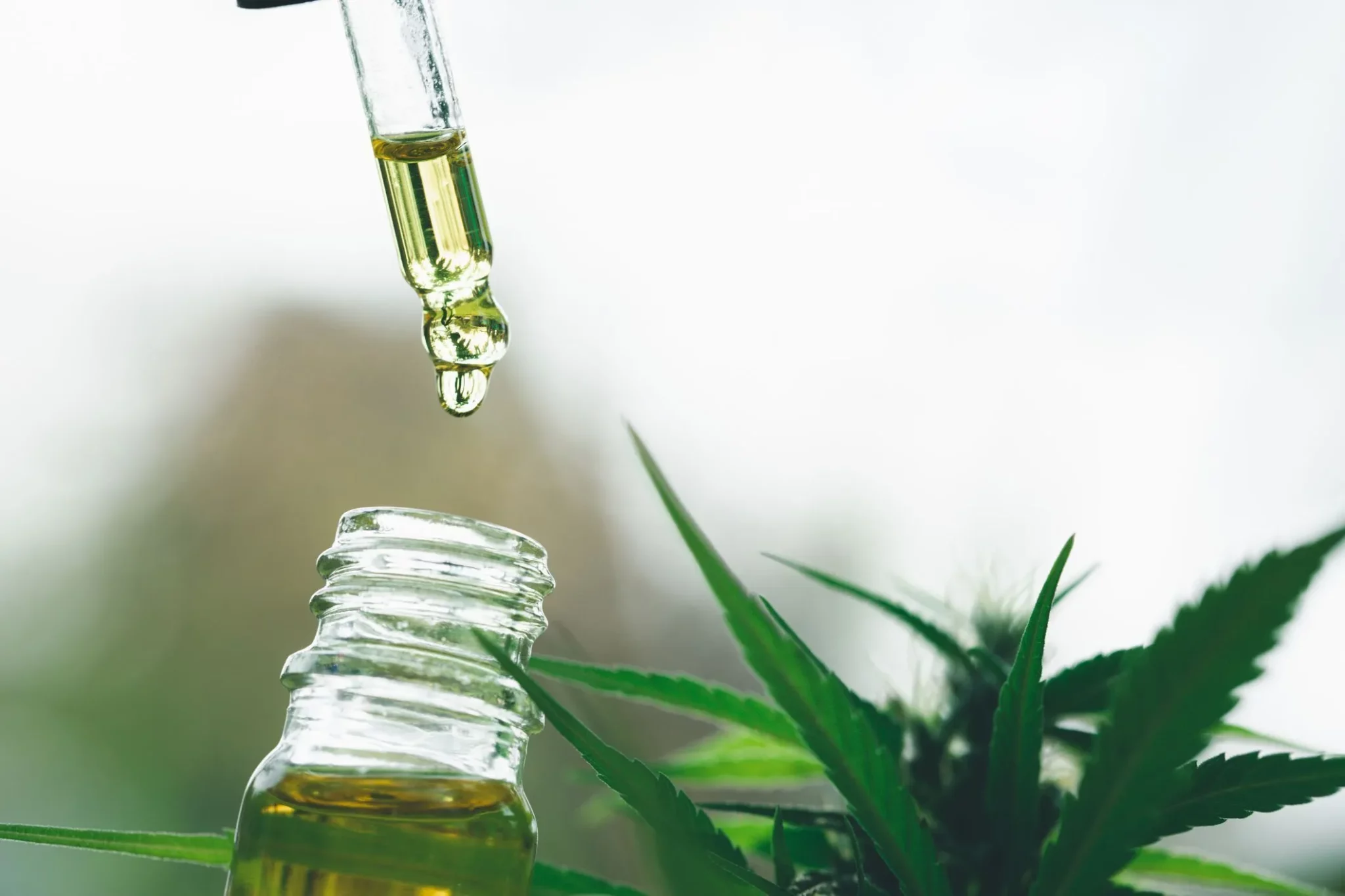 Projeto de Lei em Gravataí propõe uso de cannabis para tratamento de pacientes