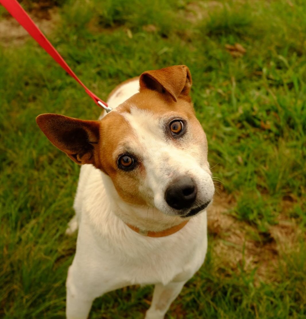 Campanha em Gravataí visa ajudar cães resgatados nas enchentes que seguem em abrigo temporário