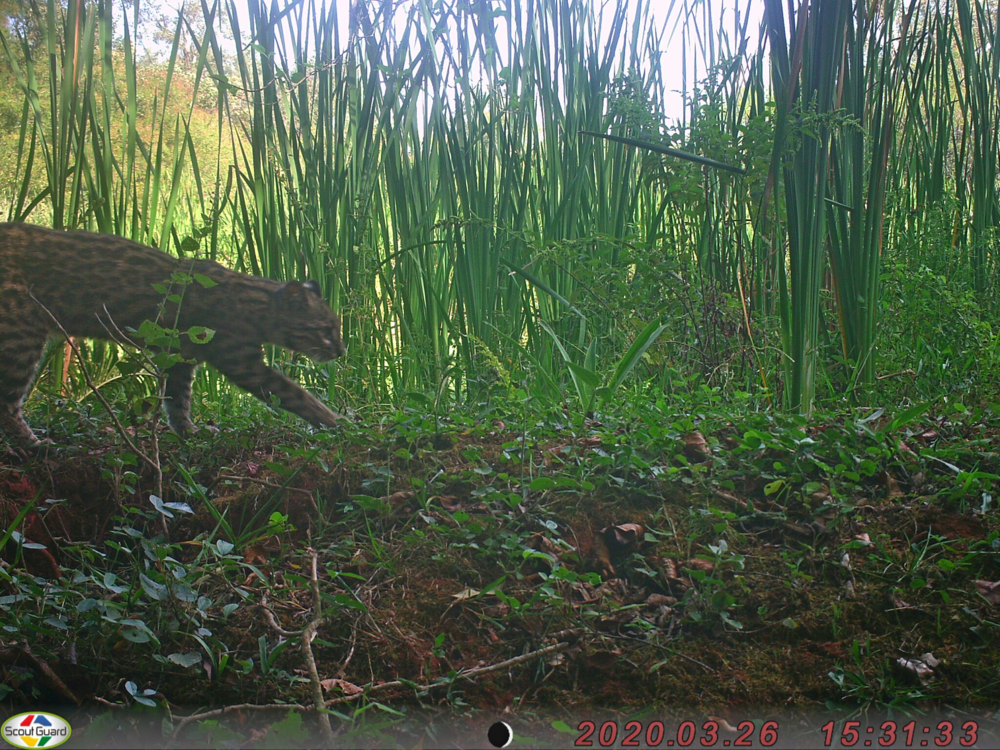 Graxaim, gato-maracajá e outros: flagrantes ao longo de cinco anos em Gravataí revelam biodiversidade de animais silvestres