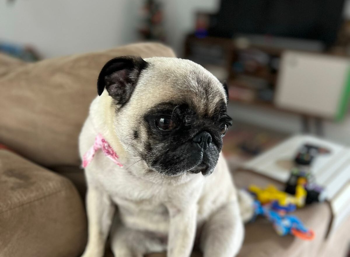 Família procura por pug desaparecida há uma semana em Gravataí