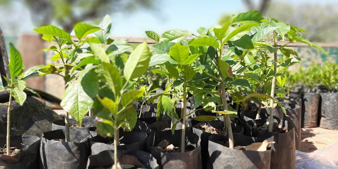 Semana do Meio Ambiente mobiliza Gravataí com ações de conscientização, educação ambiental e sustentabilidade