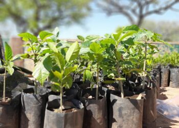 Semana do Meio Ambiente mobiliza Gravataí com ações de conscientização, educação ambiental e sustentabilidade