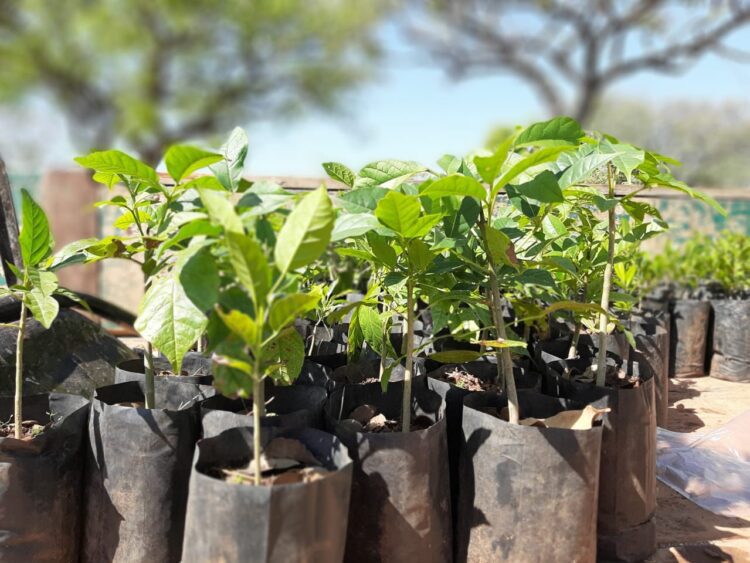 Semana do Meio Ambiente mobiliza Gravataí com ações de conscientização, educação ambiental e sustentabilidade