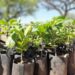 Semana do Meio Ambiente mobiliza Gravataí com ações de conscientização, educação ambiental e sustentabilidade