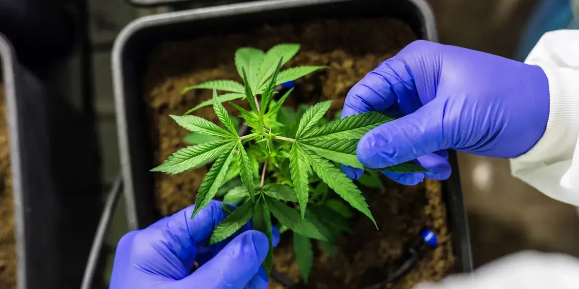 Gravataí promove debate sobre acesso à cannabis medicinal