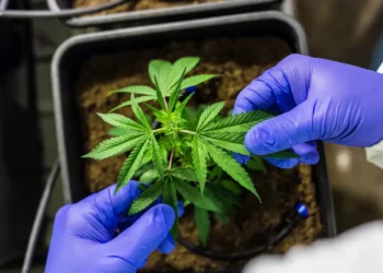 Gravataí promove debate sobre acesso à cannabis medicinal