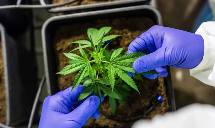 Gravataí promove debate sobre acesso à cannabis medicinal