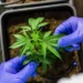 Gravataí promove debate sobre acesso à cannabis medicinal
