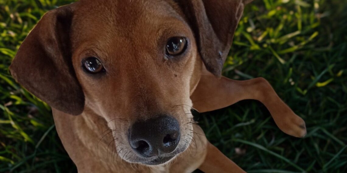 Gravataí lança campanha para incentivar adoção de cães e gatos resgatados de maus-tratos