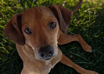 Gravataí lança campanha para incentivar adoção de cães e gatos resgatados de maus-tratos