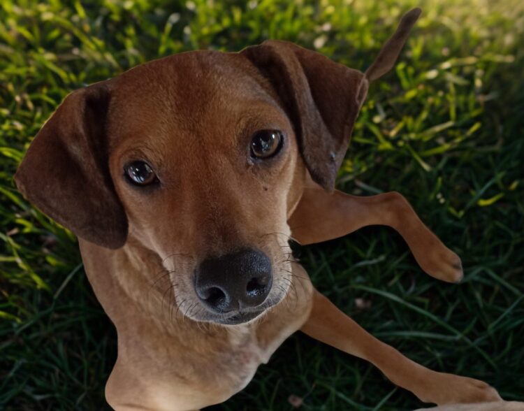 Gravataí lança campanha para incentivar adoção de cães e gatos resgatados de maus-tratos