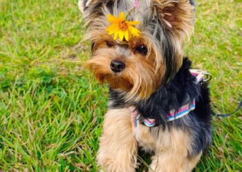 Iniciativa da Comissão dos Direitos dos Animais da OAB Gravataí, Cãominhada terá sua 6ª edição em 18 de outubro